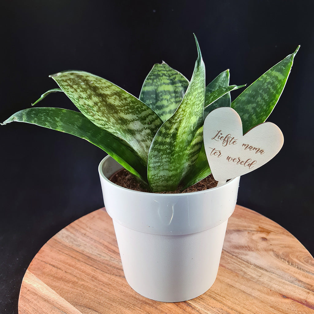 Plantenprikker "Mama"