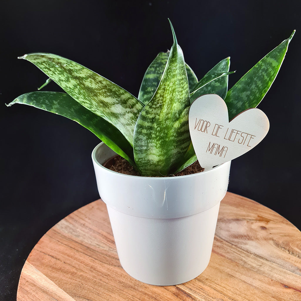 Plantenprikker "Mama"